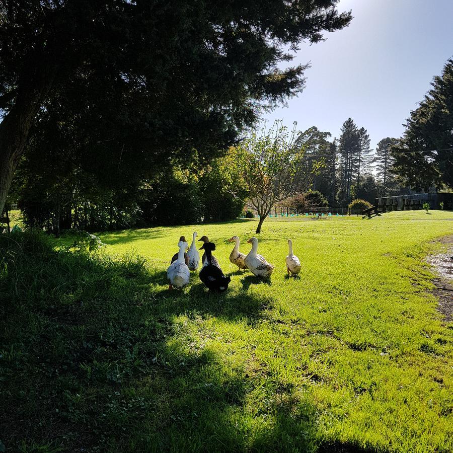 Poripori Homestead Tauranga Kültér fotó